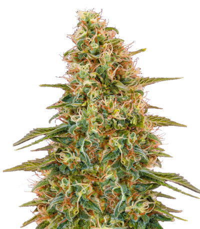 Сорт Auto Zkittlez fem (Advanced Seeds)