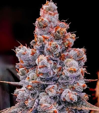 Сорт Banana Jealousy Auto RF3 fem (Ethos Genetics)