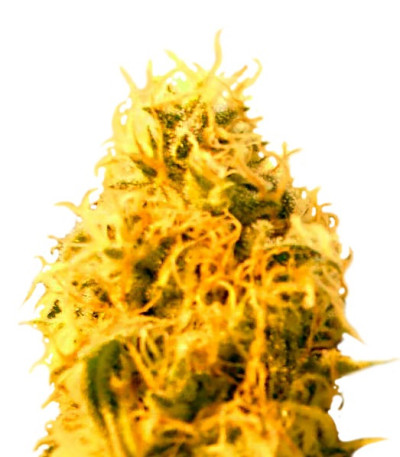Сорт Mango Mist Shake fem (KFC Seeds)