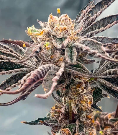 Сорт New Money fem (Compound Genetics)
