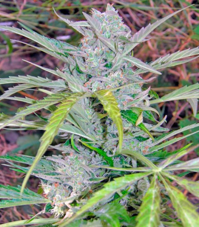 Сорт Speed Devil #2 Auto fem (Sweet Seeds)