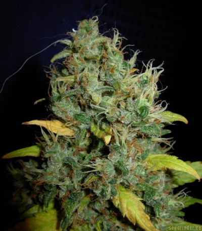 Сорт White Widow x Big Bud fem (Female Seeds)