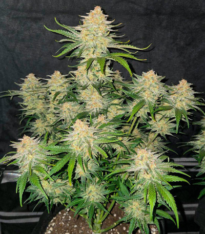 Сорт Frostbanger Auto fem (FastBuds)