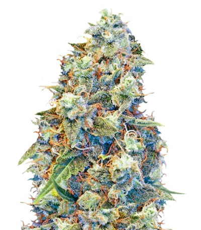 Сорт ICED Grapefruit fem (Female Seeds)