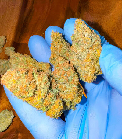 Сорт Jealousy Kush fem (Seedkeepers)