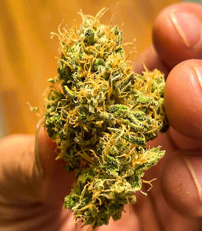 Сорт Watermelon Zkittlez Fast Version fem (Easy Grow Seeds)