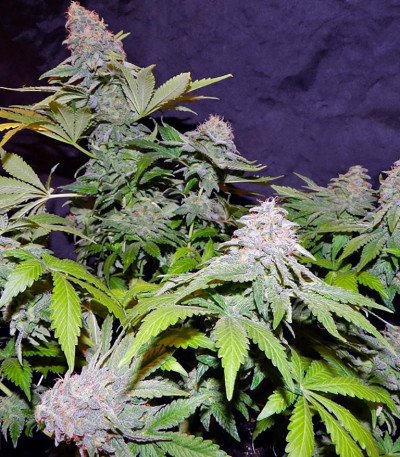 Сорт Sensi Star fem (Paradise Seeds)