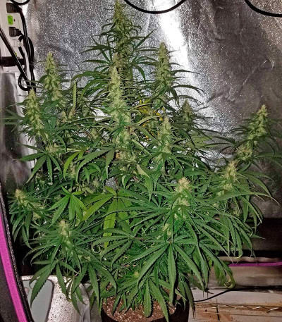 Сорт Sterling Haze fem (Nirvana Seeds)