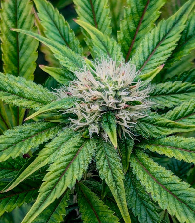 Сорт Black Cherry Gushers fem от Barney's Farm