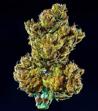 Сорт CBD Apple Betty Auto fem (Herbies Seeds)