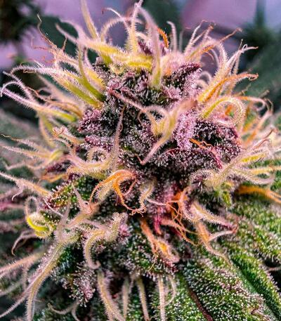 Сорт Nuggz R1 fem (Ethos Genetics)