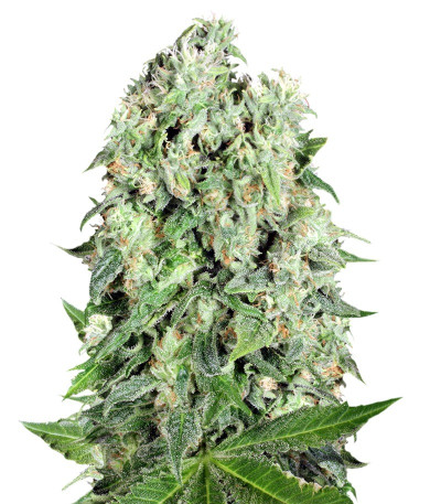 Сорт Dutch Cheese reg (Sumo Seeds)