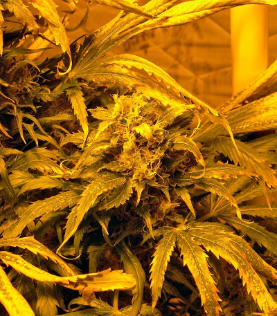 Сорт Double White fem (Sweet Seeds)