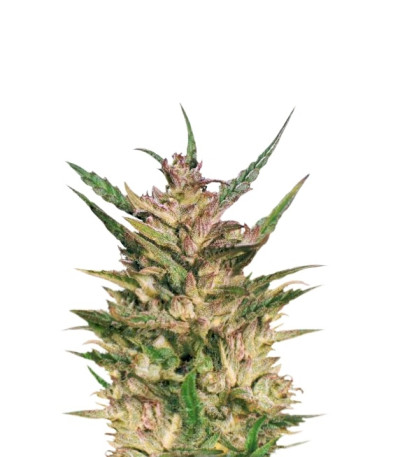 Сорт Passion #1 reg