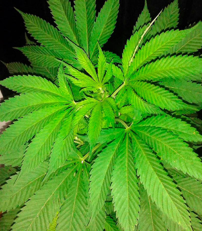 Сорт Spoetnik #1 fem (Paradise Seeds)