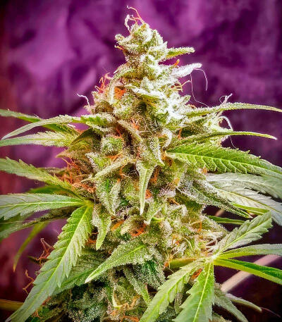 Семена сорта Ghost Chem OG Autoflower fem (Seedkeepers)