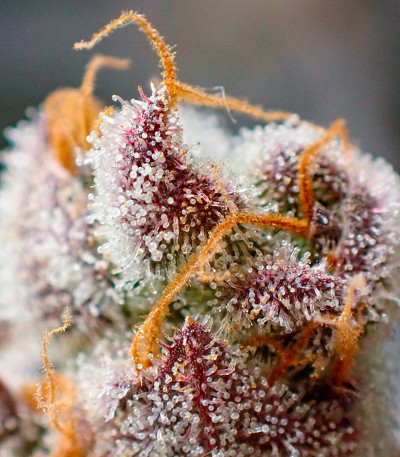 Сорт Jelly Donutz Auto fem от Humboldt Seed Company