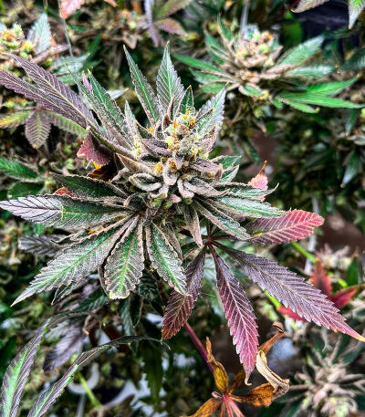 Сорт Sour Diesel x OG Kush fem (Seedkeepers)