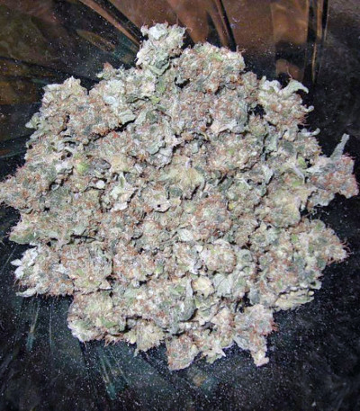 Сорт Jacky White fem (Paradise Seeds)