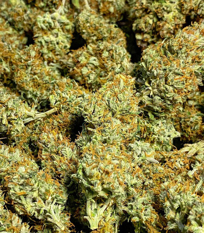 Сорт Grandmommy Purple Auto fem (Herbies Seeds)