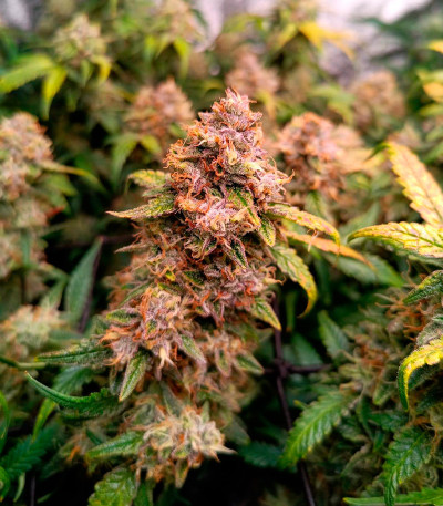 Сорт Jelly Donutz Auto fem от Humboldt Seed Company