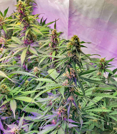 Сорт Northern Lights Auto fem (Herbies Seeds)