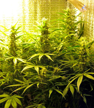 Сорт Colombian Gold Ryder Auto fem (Sweet Coffee Ryder auto)