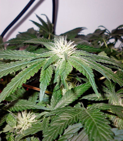 Сорт Big Devil F1 Fast Version fem (Sweet Seeds)