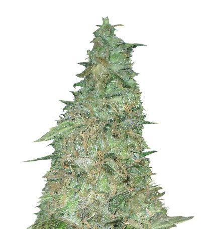 Сорт Melon Kali fem (KFC Seeds)