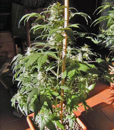 Сорт Sweet Special Auto fem (Sweet Seeds)