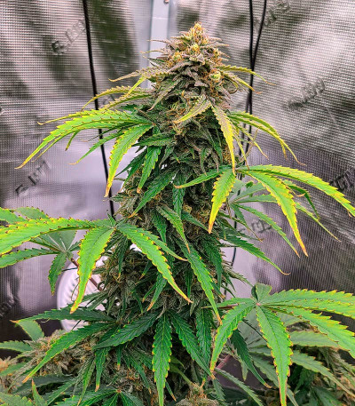 Сорт Grandmommy Purple Auto fem (Herbies Seeds)