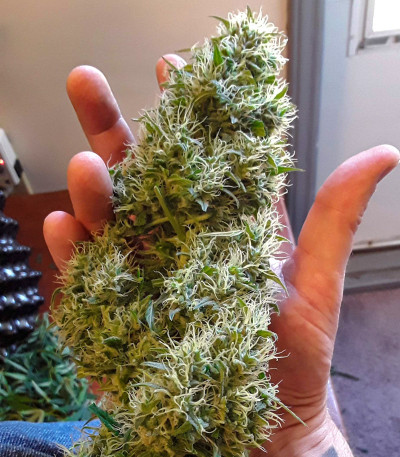 Сорт West Coast O.G. Auto fem (FastBuds)