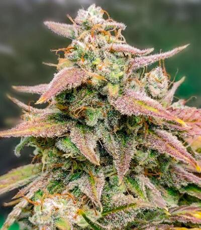 Сорт Bubble Gummy Auto fem (Ethos Genetics)