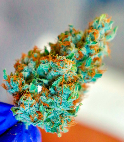 Сорт Durban Poison Auto fem от Humboldt Seed Company