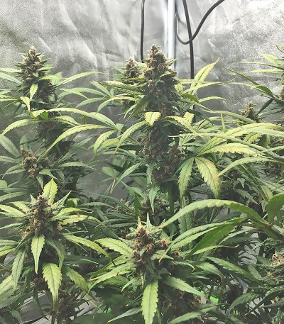 Сорт LSD-25 Auto fem