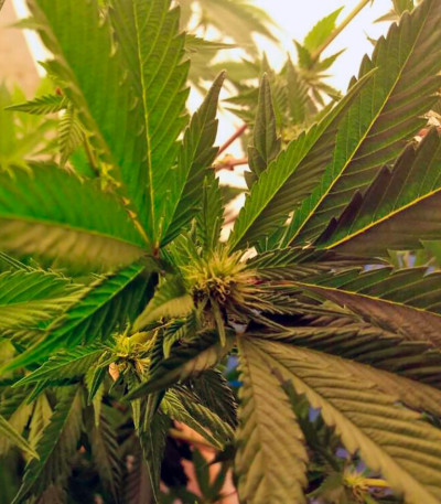 Сорт Nebula II CBD fem (Paradise Seeds)