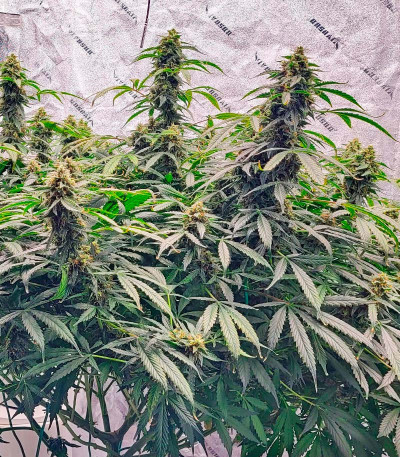 Сорт Grandmommy Purple Auto fem (Herbies Seeds)