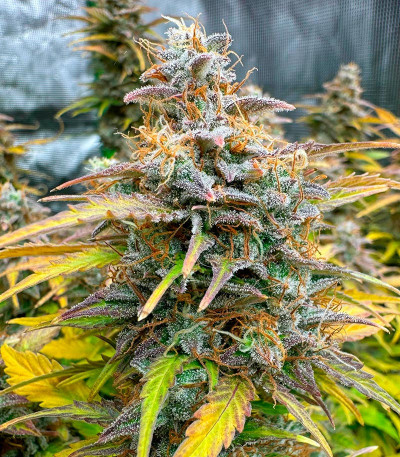 Сорт Orange President Auto fem (FastBuds)