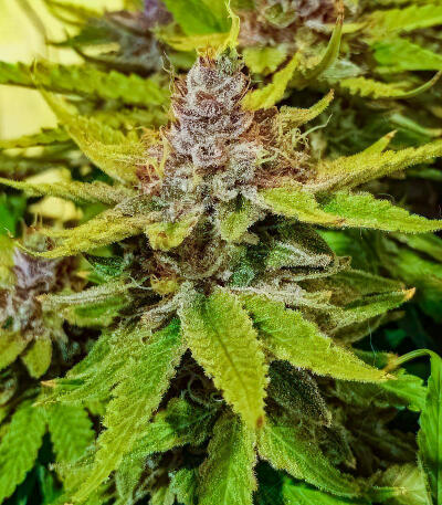 Сорт Sour Diesel x OG Kush fem (Seedkeepers)
