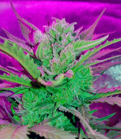 Сорт Sweet Amnesia Haze XL Auto fem (Sweet Seeds)