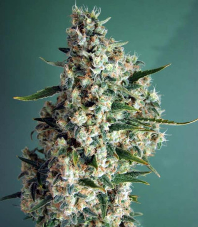Сорт Incredible Bulk Auto fem (Dr. Krippling Seeds)