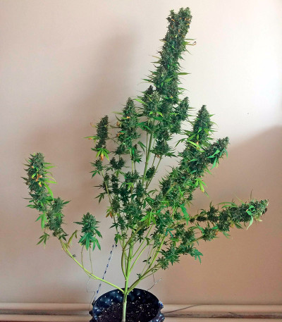 Сорт White Widow XXL Autoflowering fem