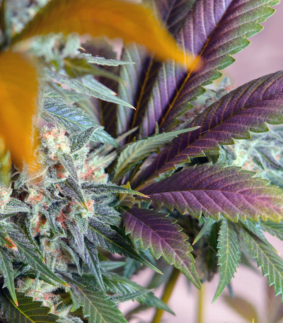 Сорт Big Devil F1 Fast Version fem (Sweet Seeds)