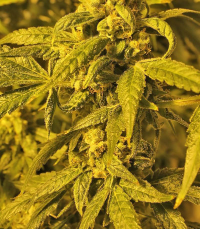 Сорт Devotchka Auto fem (Doctor’s Choice)