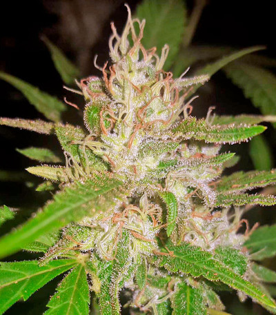 Сорт Mazar X White Rihno fem (World of Seeds)