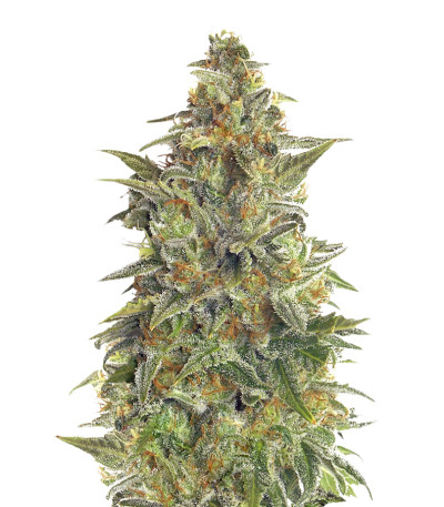 Сорт Vision Jack Auto Fem (Vision Seeds)
