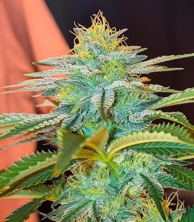 Сорт Gorilla 4 Autoflower fem (Easy Grow Seeds)