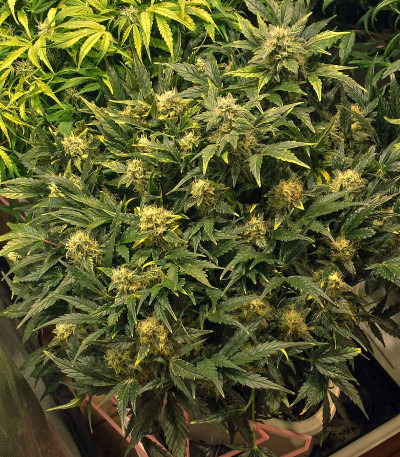 Сорт Grapefruit auto fem (FastBuds)