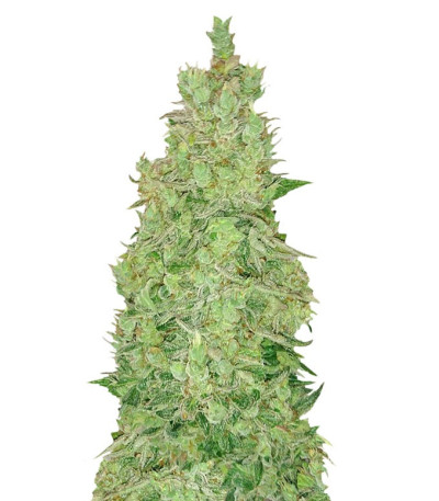 Сорт Smokin Gun Auto fem (Dr. Krippling Seeds)