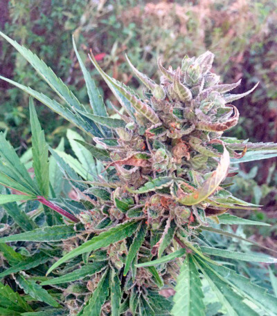 Сорт Sweet Amnesia Haze XL Auto fem (Sweet Seeds)